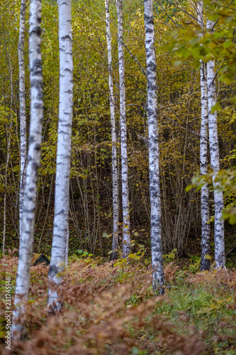 birch tree lush in colorful autumn forest