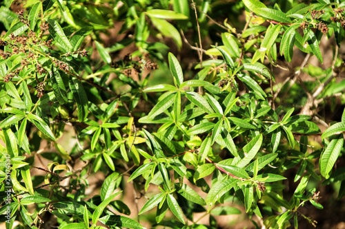 Aloysia citriodora plant
