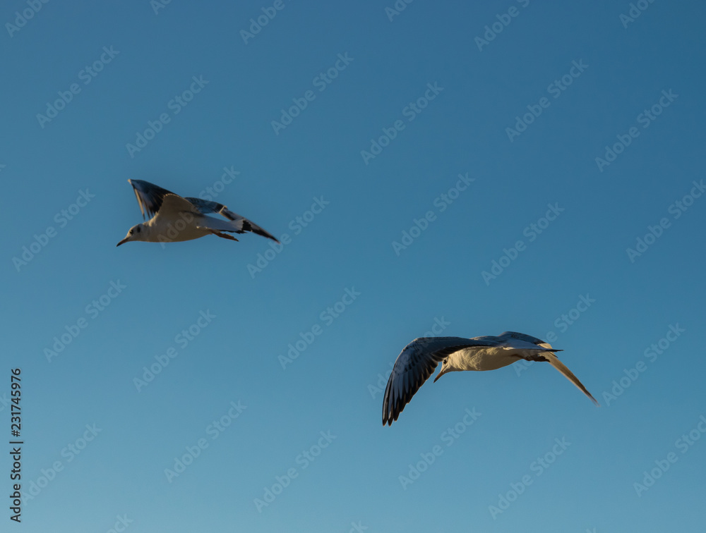 Fototapeta premium Two flying seagulls on a background of blue sky.