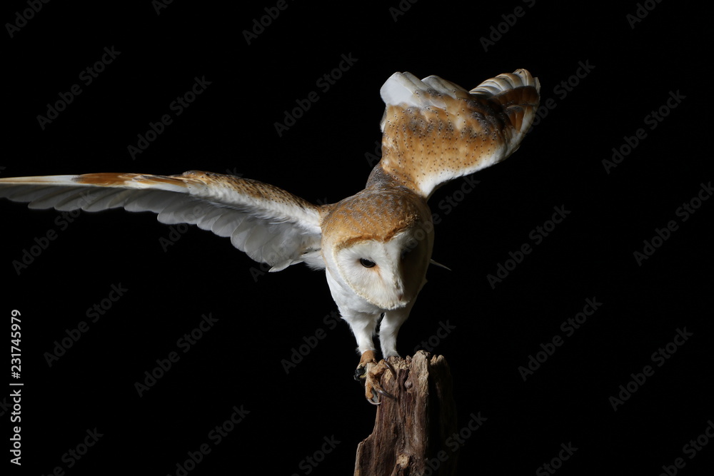 Fototapeta premium Barn owl - studio captured portrait
