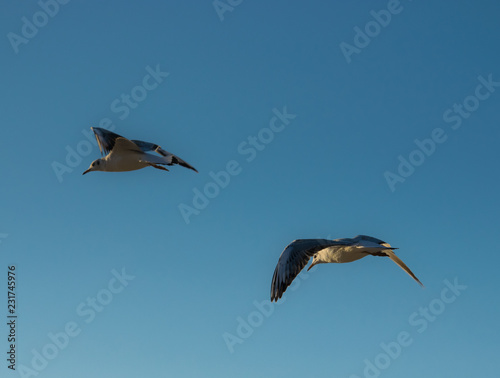 Two flying seagulls on a background of blue sky.
