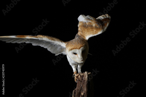 Barn owl - studio captured portrait © theclarkester