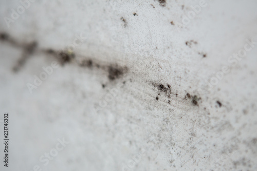 black mold damage to home