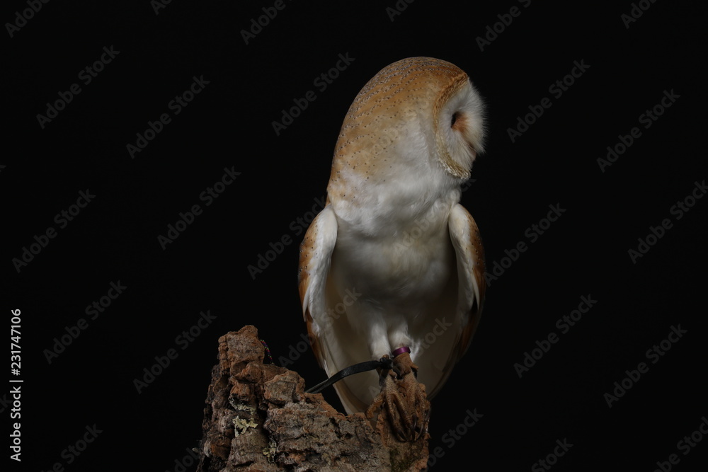 Obraz premium Barn owl - studio captured portrait