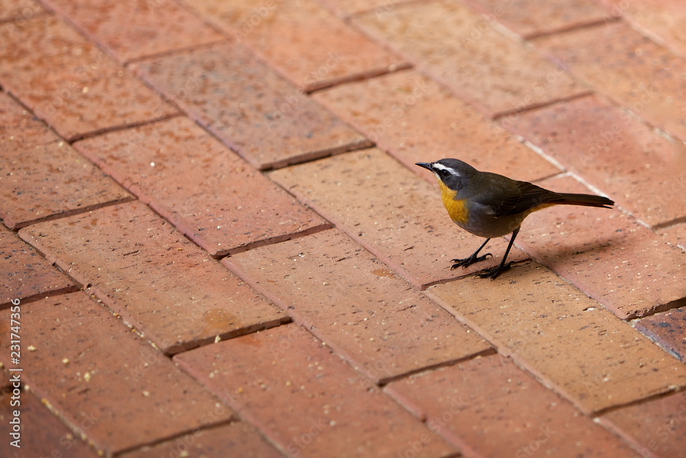 Robin on the pavement