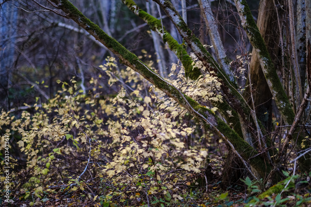 Fototapeta premium colored tree leaves lush pattern in forest with branches and sunlight