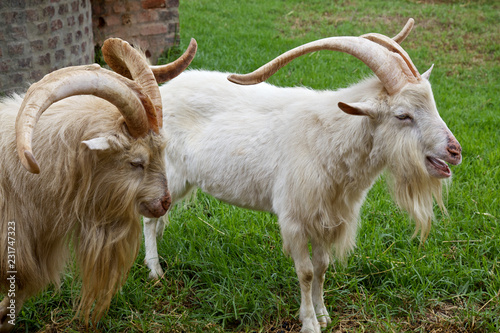 Obraz na płótnie Male Goats w salonie