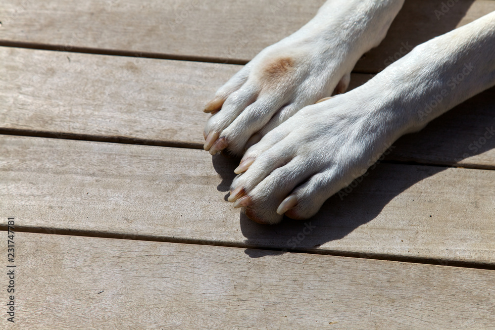 Dogs Paws, great dane