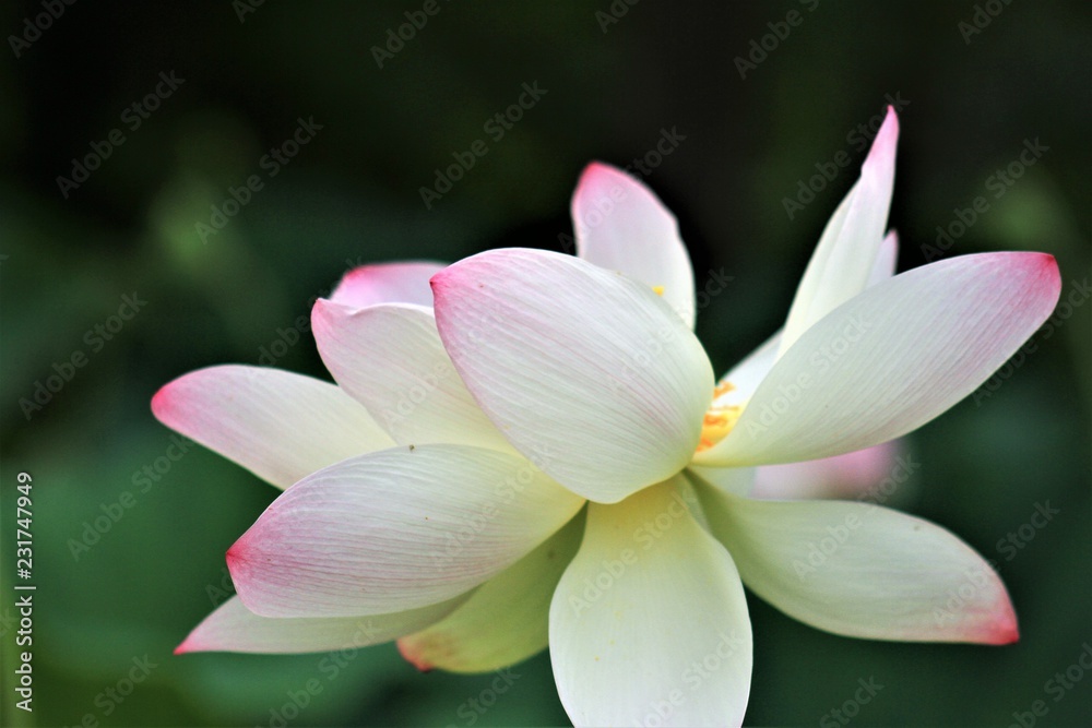 Sacred Lotus, national flower of India and Vietnam, symbol of purity
