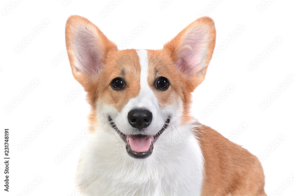 happy corgi face puppy isolated white background