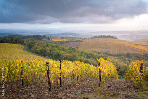 Chianti region  Tuscany. Vineyards at sunset in autumn. Central Italy