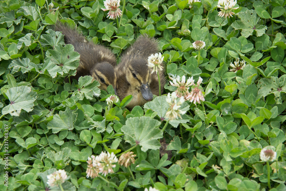 Crías de pato entre la hierba