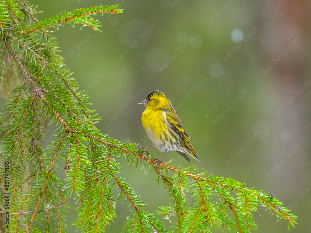 Siskin ( carduelis spinus ) perched on a pine tree branch Siskin ( carduelis spinus ) perched on a pine tree branch