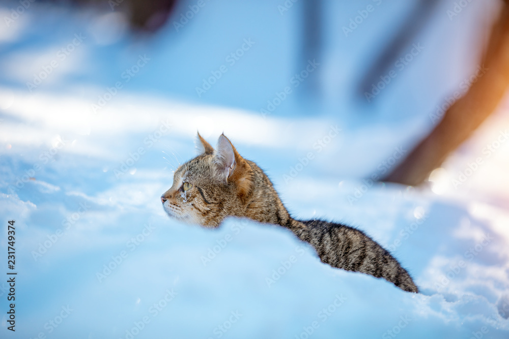 Cute striped cat walking in the deep snow in the winter orchard
