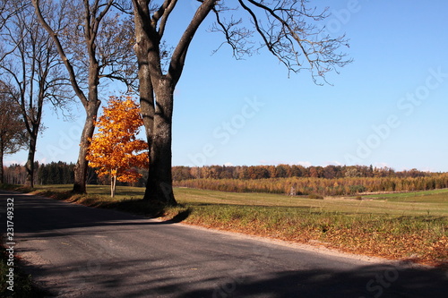 Fototapeta Naklejka Na Ścianę i Meble -  Poland.Indian summer. Mazury.Landscape with orange tree.
