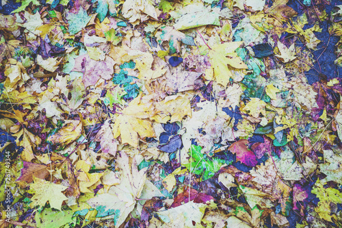 Autumn colorful fallen leaf litter for background