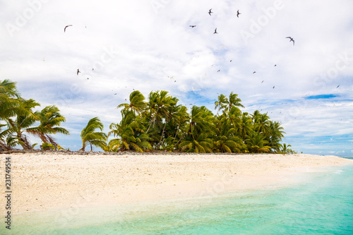 Small remote tropical island motu overgrown with palms. Sandy beach, flock of birds flying. Funafuti atoll, Tuvalu, Polynesia, South Pacific, Oceania photo