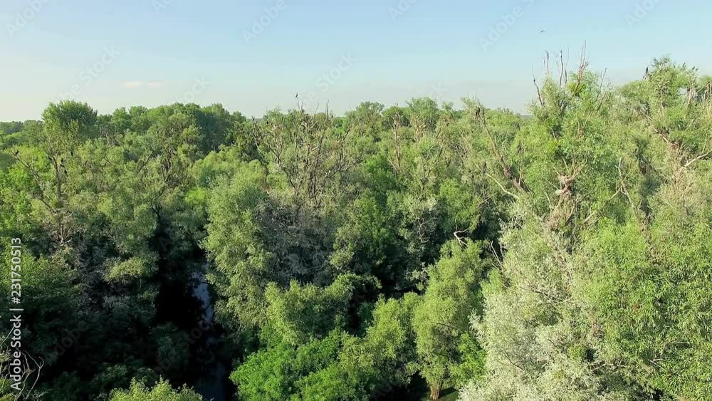 aerial view of river 4K, Very high view of swamp and river, Aerial view of mystical river with birds, aerial view of river and the islands 4K, forest and river