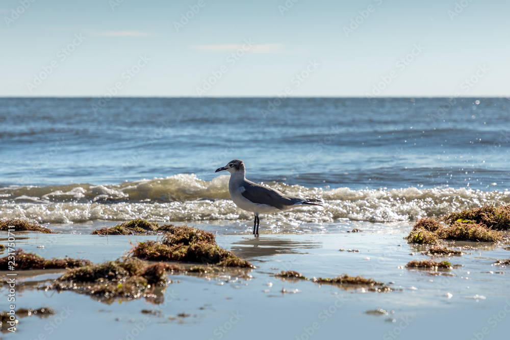 Seagull on the beach in Fort Myers, Florida Seagull on the beach in Fort Myers, Florida