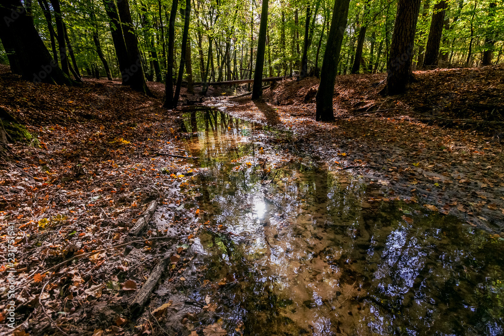 Natural creek in in the Netherlands at autumn with falling leaves and dead tree trunks Natural creek in in the Netherlands at autumn with falling leaves and dead tree trunks
