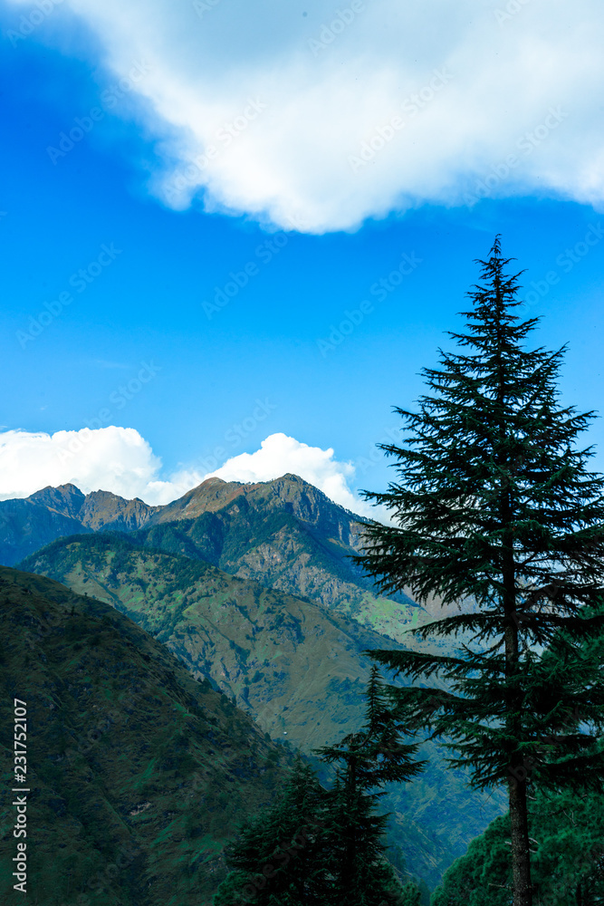 Deodar Tree in Mountains