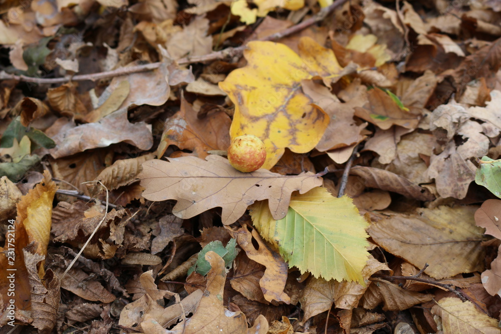 Insect houses are conveniently located on the leaves Insect houses are conveniently located on the leaves