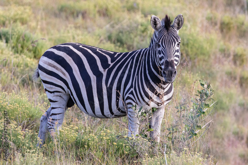 Zebra 8 © Karl-Heinz Schmidt