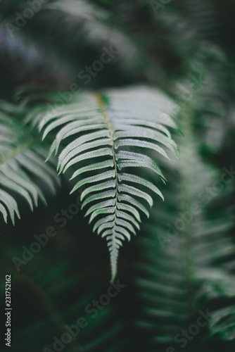 Fern in the Forest