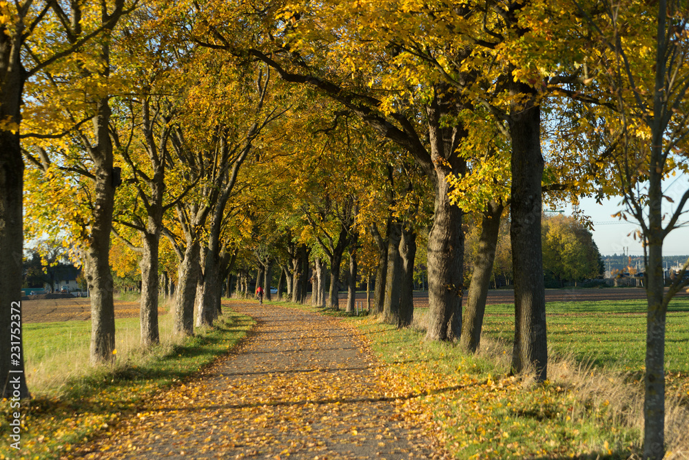 Naklejka premium Alleestraße mit Bäumen im Herbst