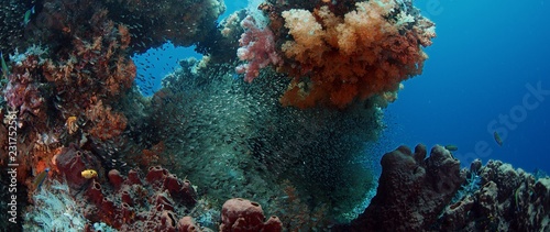 Colorful coral reef with soft corals, Dendronephthya, and a school of fish. Bald glassy, Ambassis gymnocephalus, Raja ampat, Indonesia
