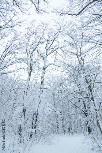 snow forest, trees in the snow, the first snow © Andrii