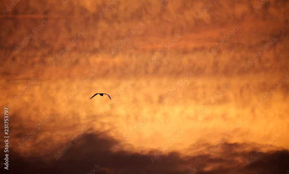 Obraz premium romantic sunset sky with golden clouds