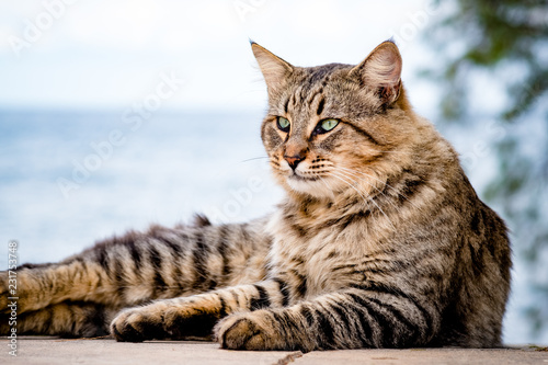 Maincoon 2