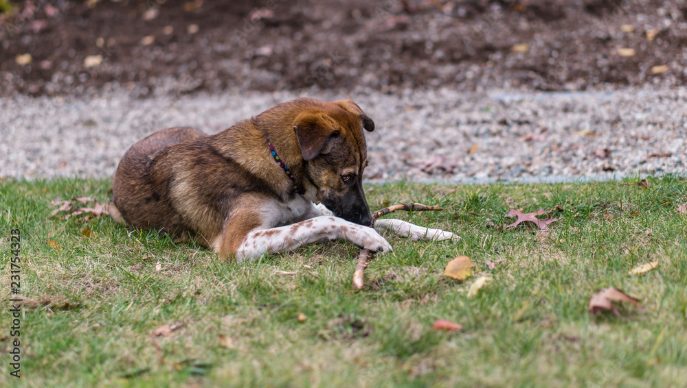 Dog resting in the grass with stick Dog resting in the grass with stick