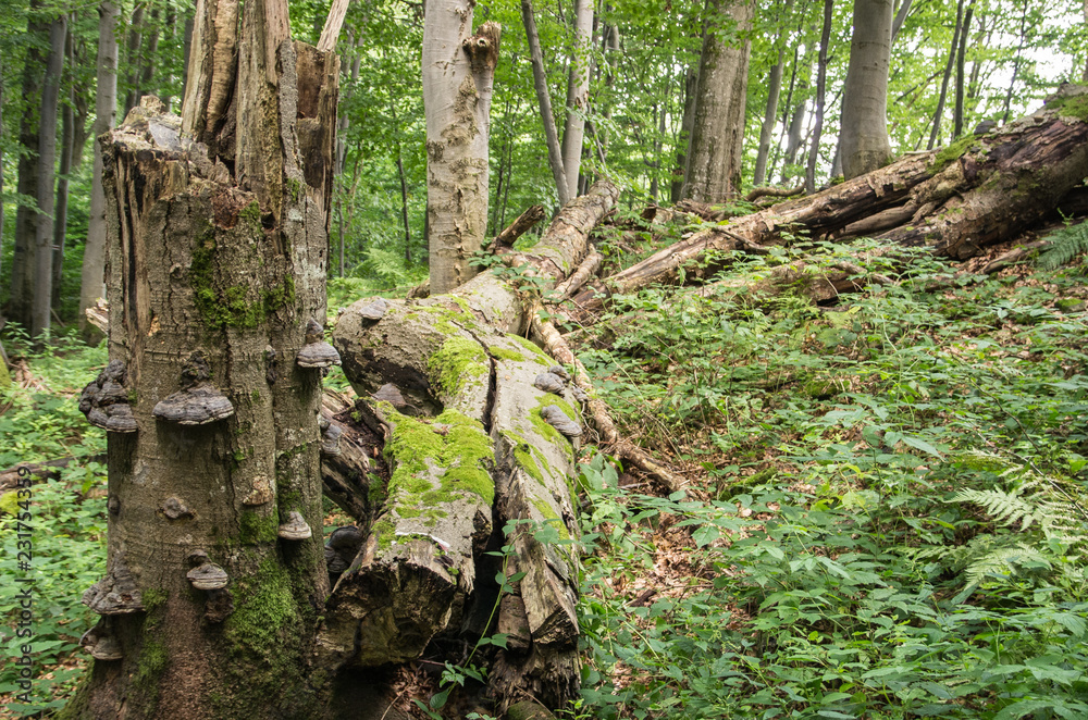 Wild forest in Bieszczady National Park, Poland. Wild forest in Bieszczady National Park, Poland.