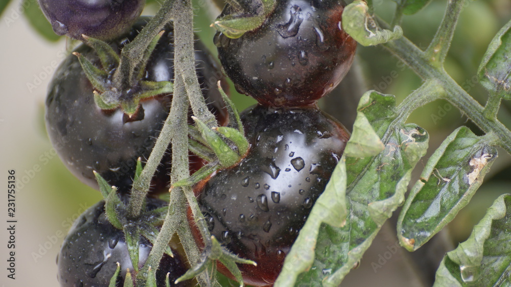 Fototapeta premium Purple ripe tomatoes ready to be picked up freshly from the plant