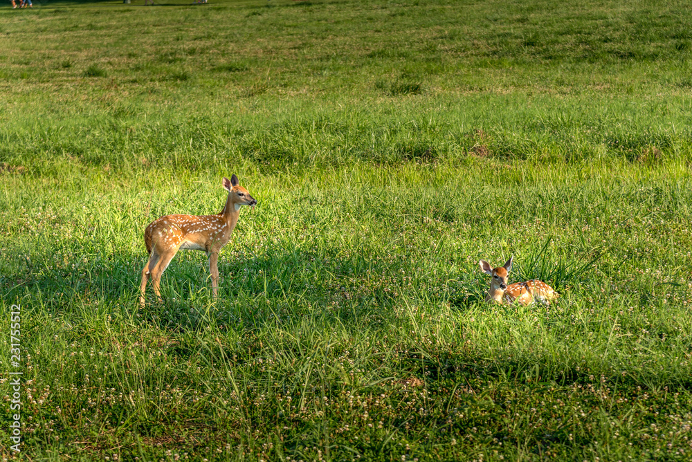 Obraz premium Deers parading on the fields of North Georgia