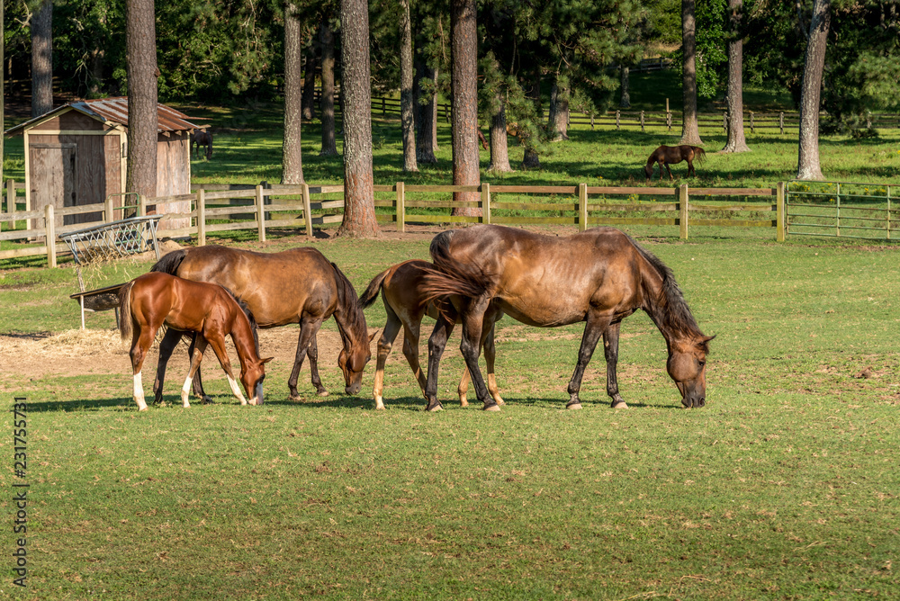 Fototapeta premium Family of horses dining together in a North Georgia horse farm