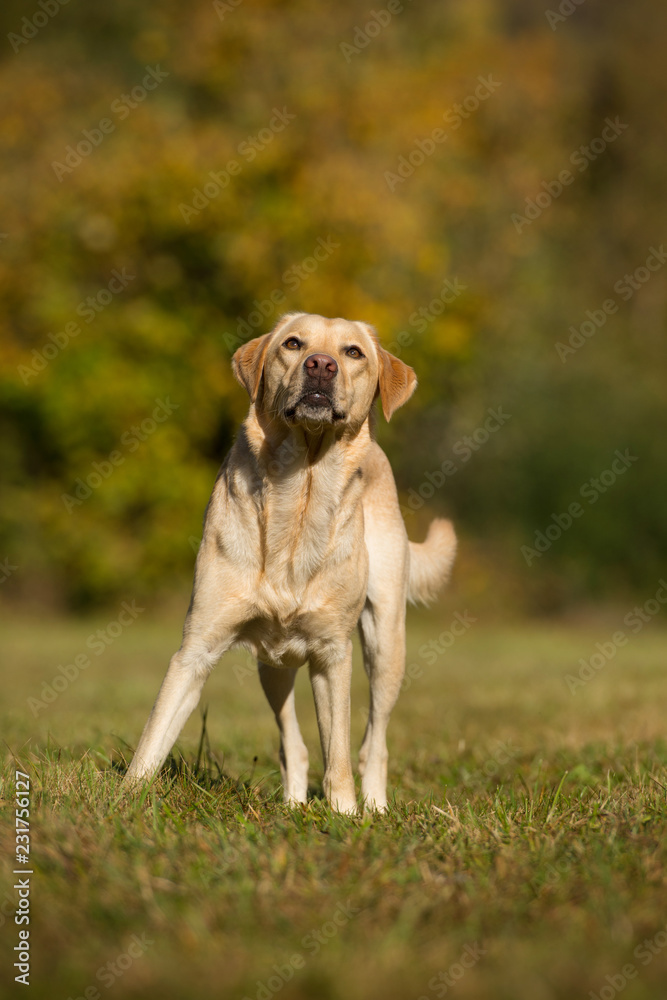 Adult labrador retriever standing in a meadow and looking up