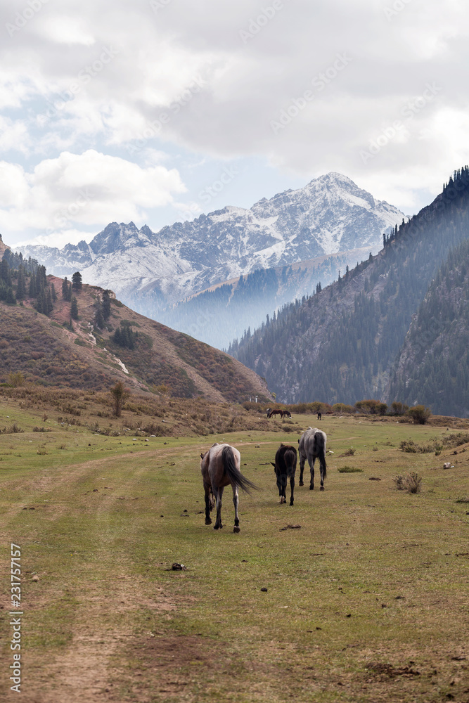 Kyrgyzstan landscape 