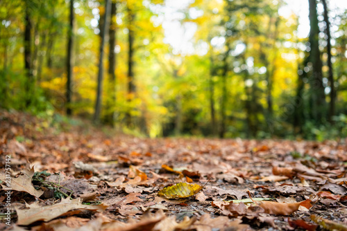 Close-up: Foliage on the forest floor in autumn (Black Forest, Baden-Wuerttemberg, Germany)