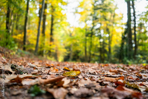 Foliage on the forest floor in autumn (Black Forest, Baden-Wuerttemberg, Germany)