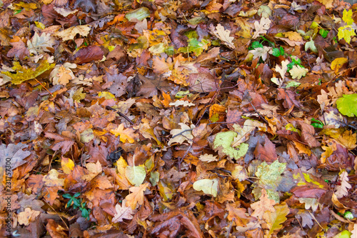 autumn fallen leaves, autumn backgrounds
