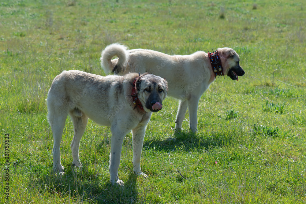 Fototapeta premium dog on grass