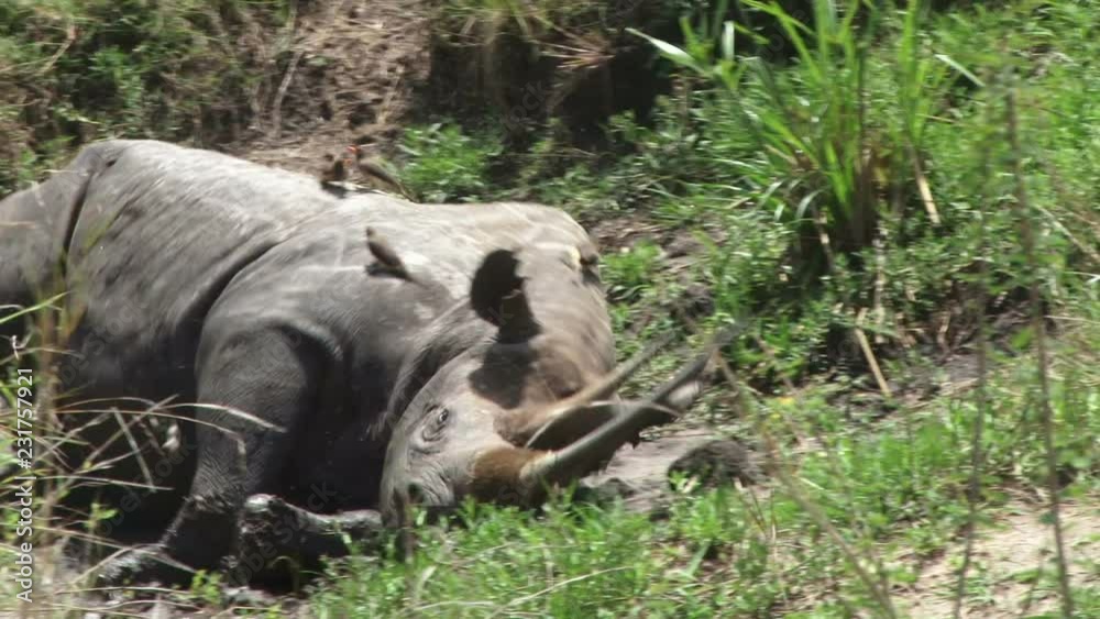An old black rhino in masai mara rolls on a mud pool to cool down.mov An old black rhino in masai mara rolls on a mud pool to cool down.mov