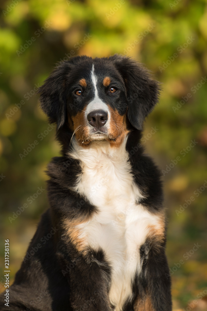 Berner Sennenhund sitzt im Garten