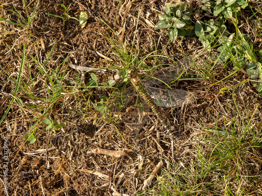 Aeshna juncea. La grande libellule Aeschne des joncs (femelle), à l'affût, se confond aux herbes en adaptant ses couleurs. Aeshna juncea. La grande libellule Aeschne des joncs (femelle), à l'affût, se confond aux herbes en adaptant ses couleurs.