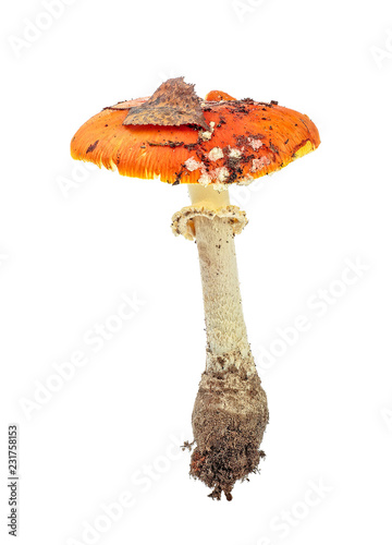 Red mushroom on white isolated background. Fly agaric.