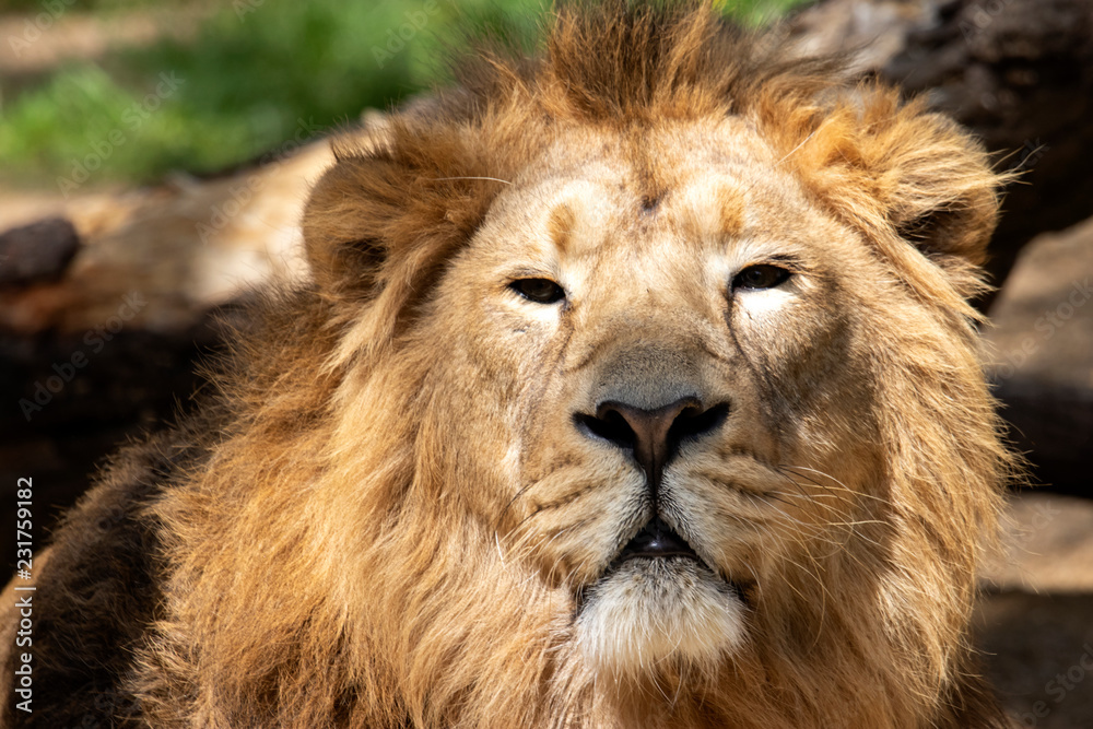 Löwe, Raubtier, Portrait, Tier, Fell, Jung, Mähne