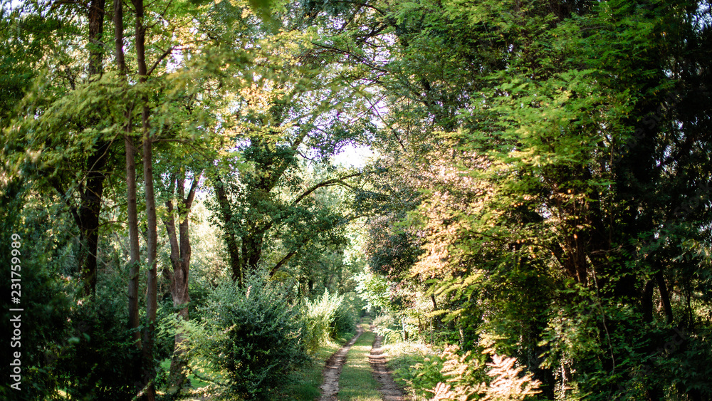 Fototapeta premium Chemin dans la forêt 